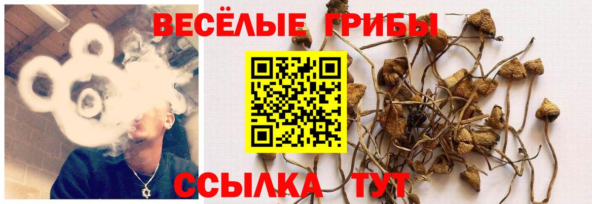 Искитим  Псилоцибиновые грибы MAGIC MUSHROOMS  цены наркотик  Вход с VPN  Псилоцибиновые грибы Psilocybe 